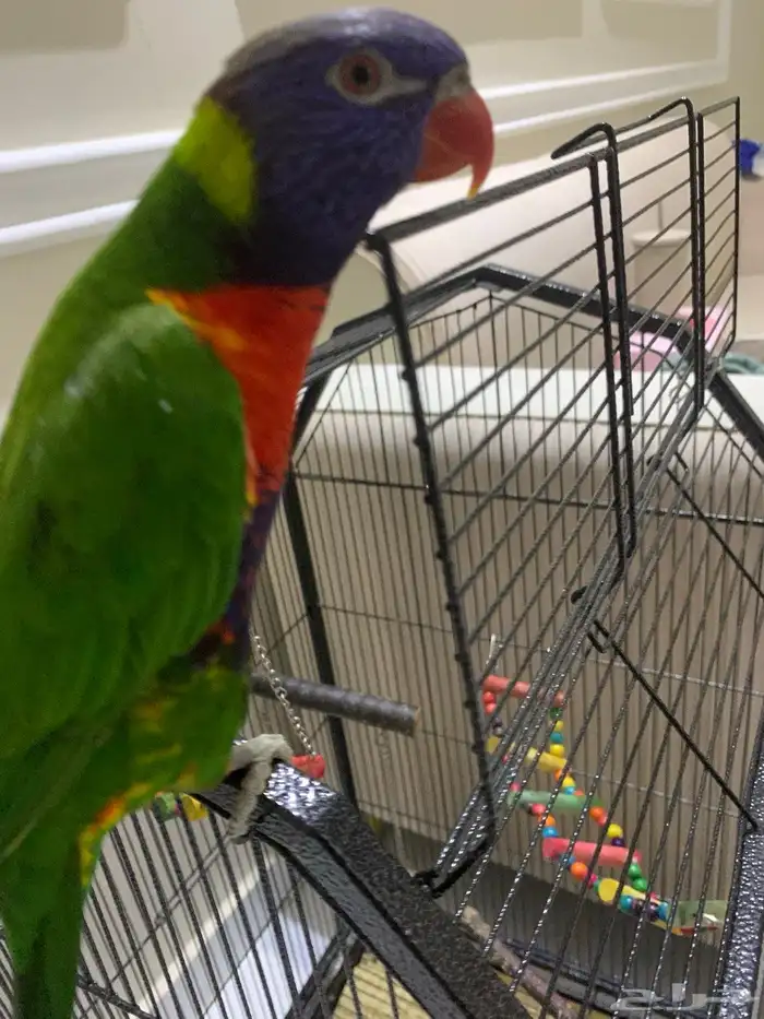 لوري متكلم 2