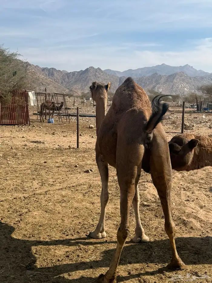 لقحة حمرى طيبه 2