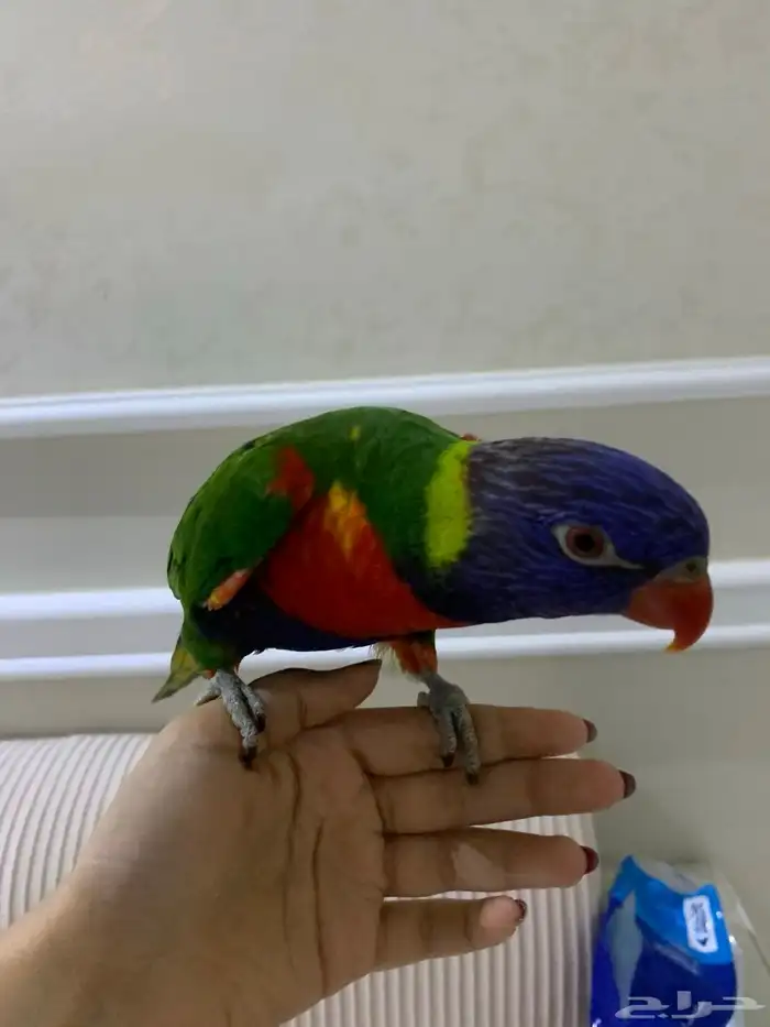 لوري متكلم 0