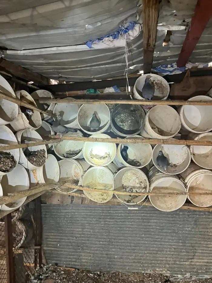 حمام مشكل بكستاني 7