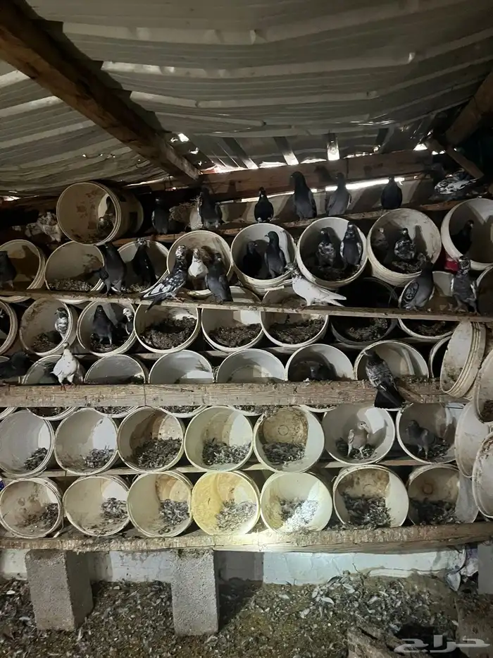 حمام مشكل بكستاني 1