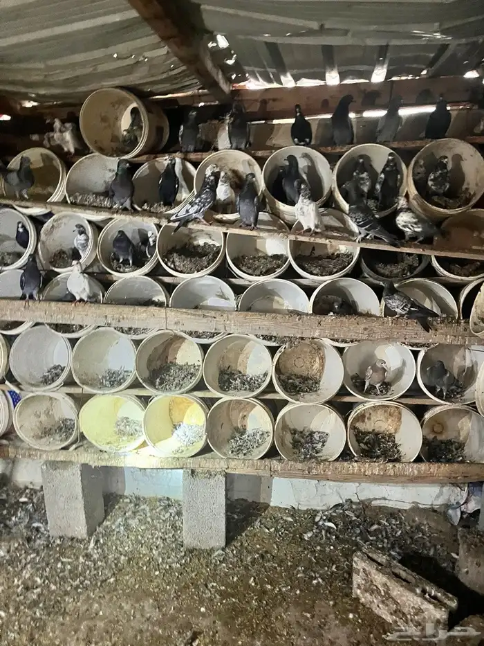 حمام مشكل بكستاني 2