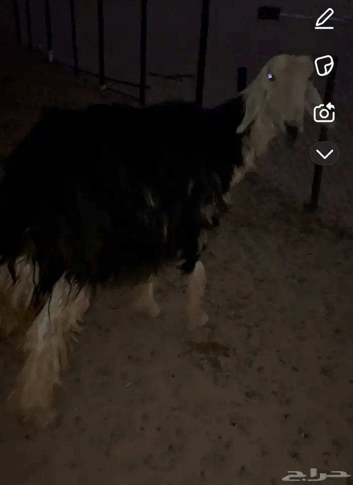شاه نجديه سنها تامه معها ولدها خروف عمره سبع شهور وطيب 0