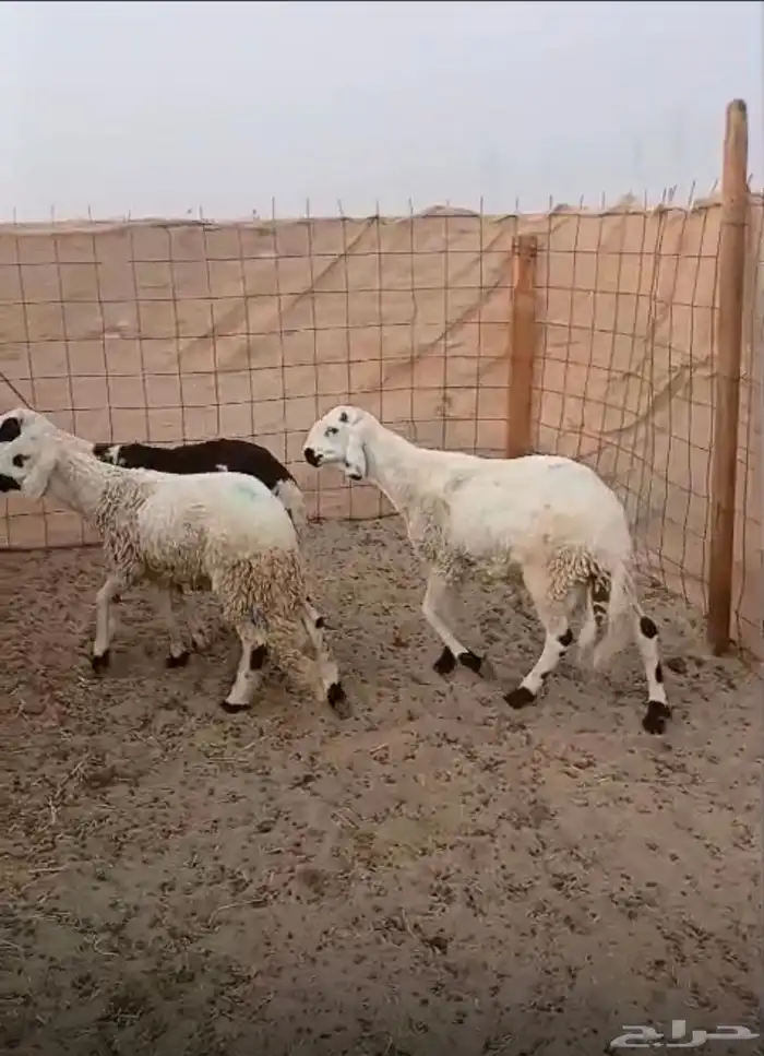 طليان سواكني مرابي 3 شهور 0