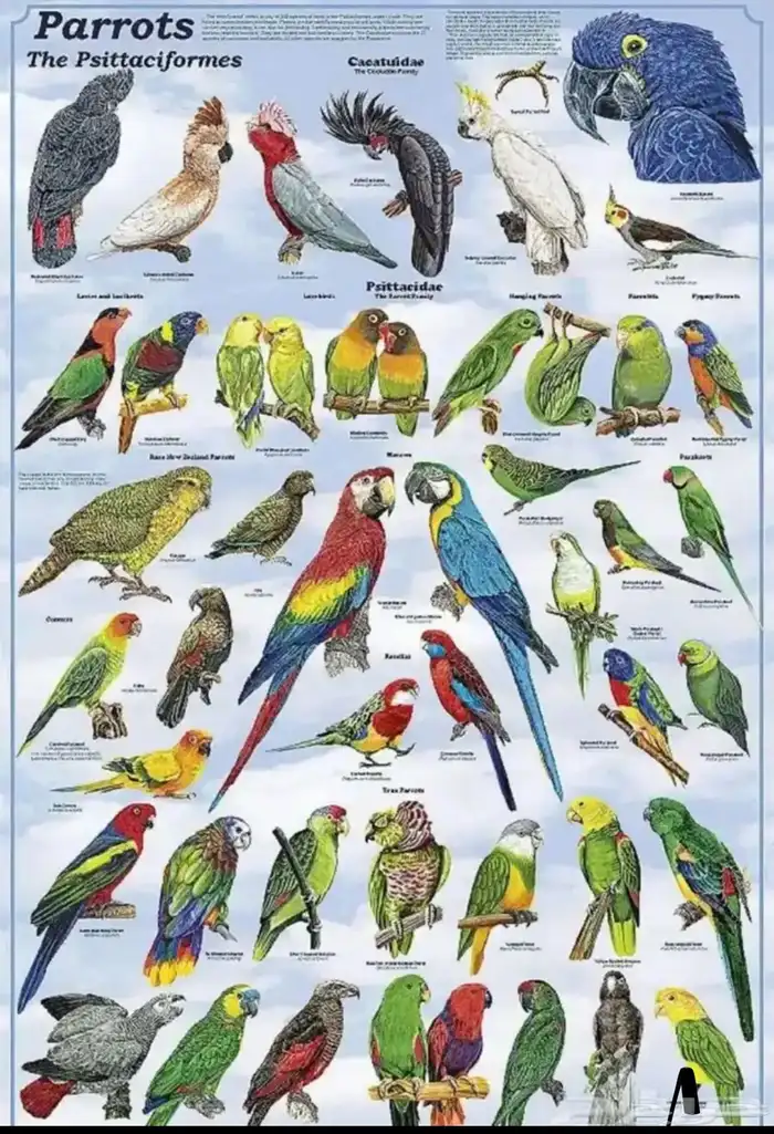 اقبل أتمنى أي أنواع من فصيلة الطيور في محمية الكبيرة 1