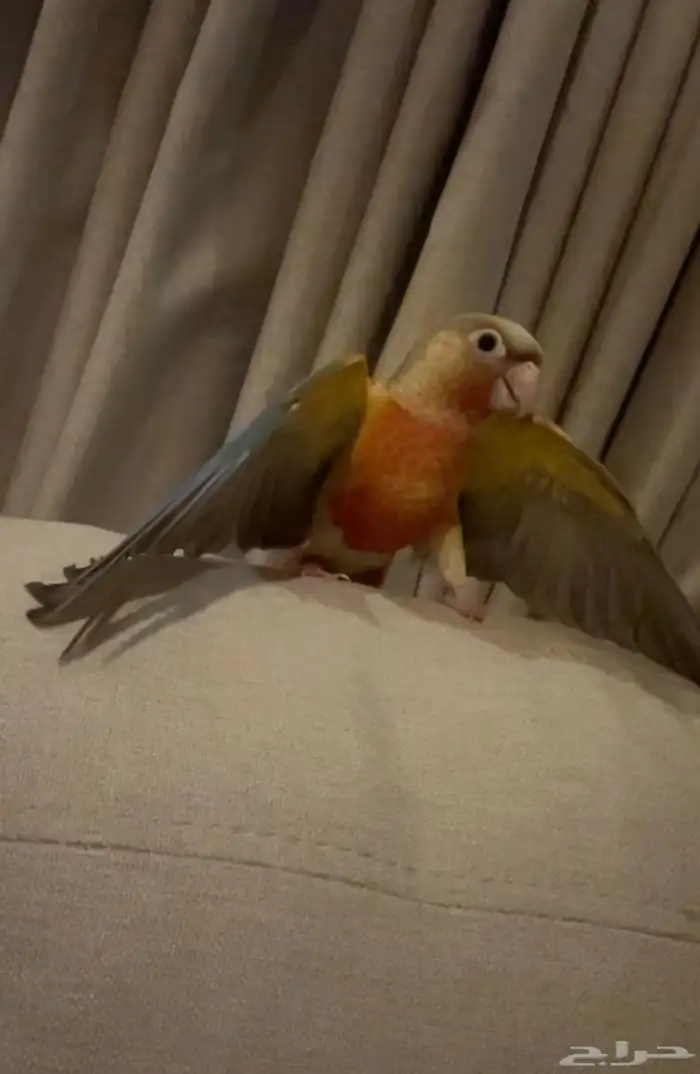 كنيور وروز متعلقين ببعض للبيع 9