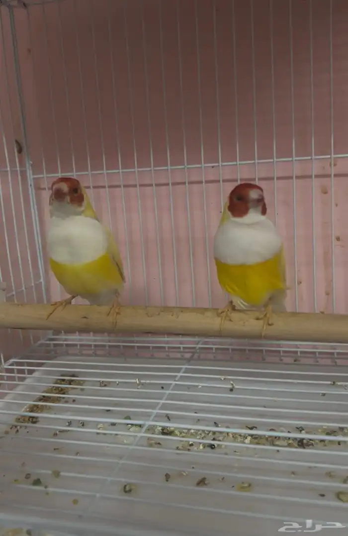 جوز قولدن فينش 0