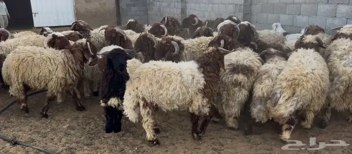 خرفان نعيم جذعان طيبه 1