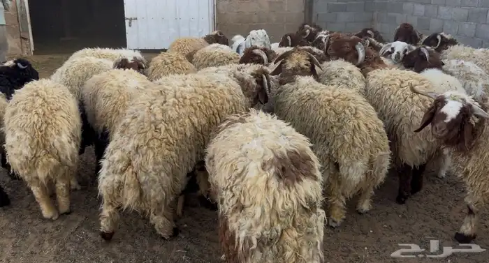 خرفان نعيم جذعان طيبه 0