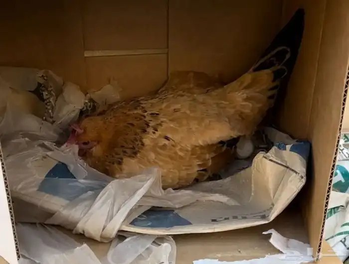 دجاجه مسقط البيع مشروطه 0