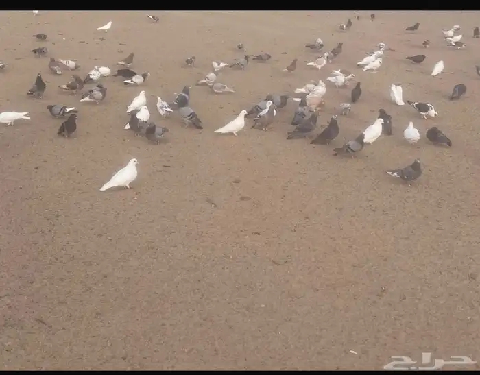 حمام للبيع 0