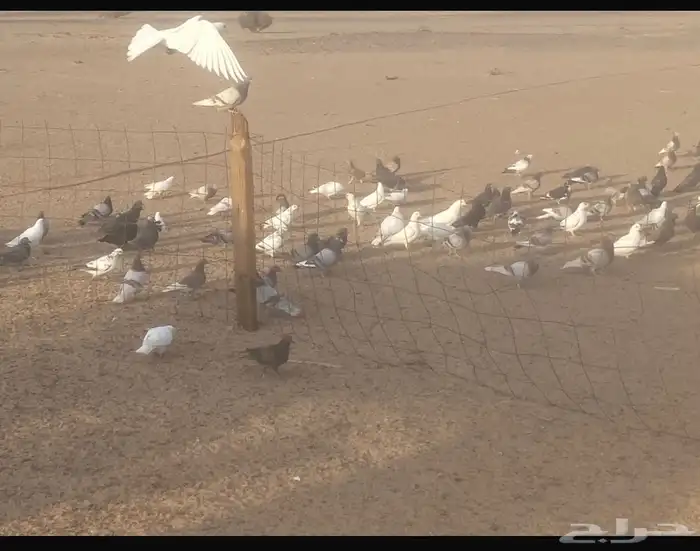 حمام للبيع 1