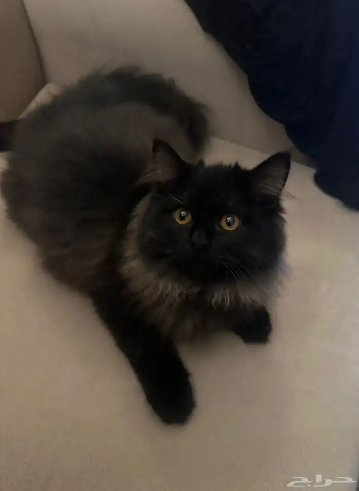 قطط للتبني 0