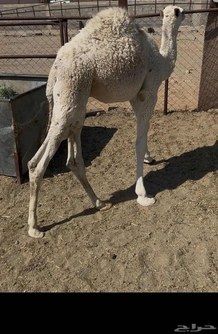 قعود ارباع 2