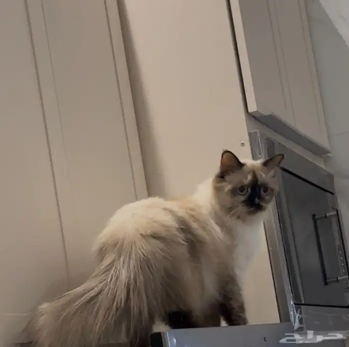 قطط للتبني 2