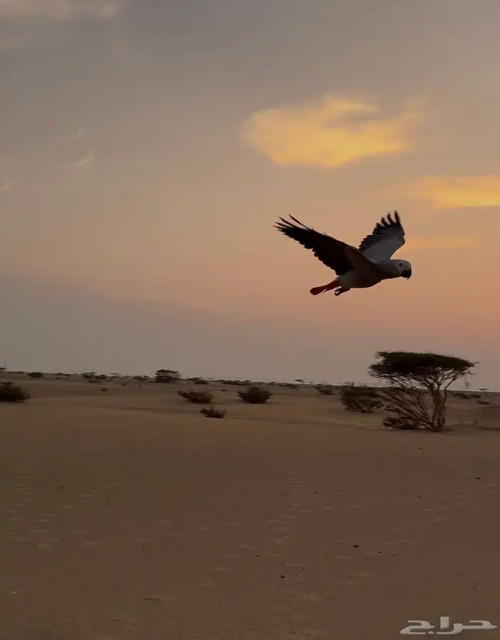 للبيع كاسسكو 0