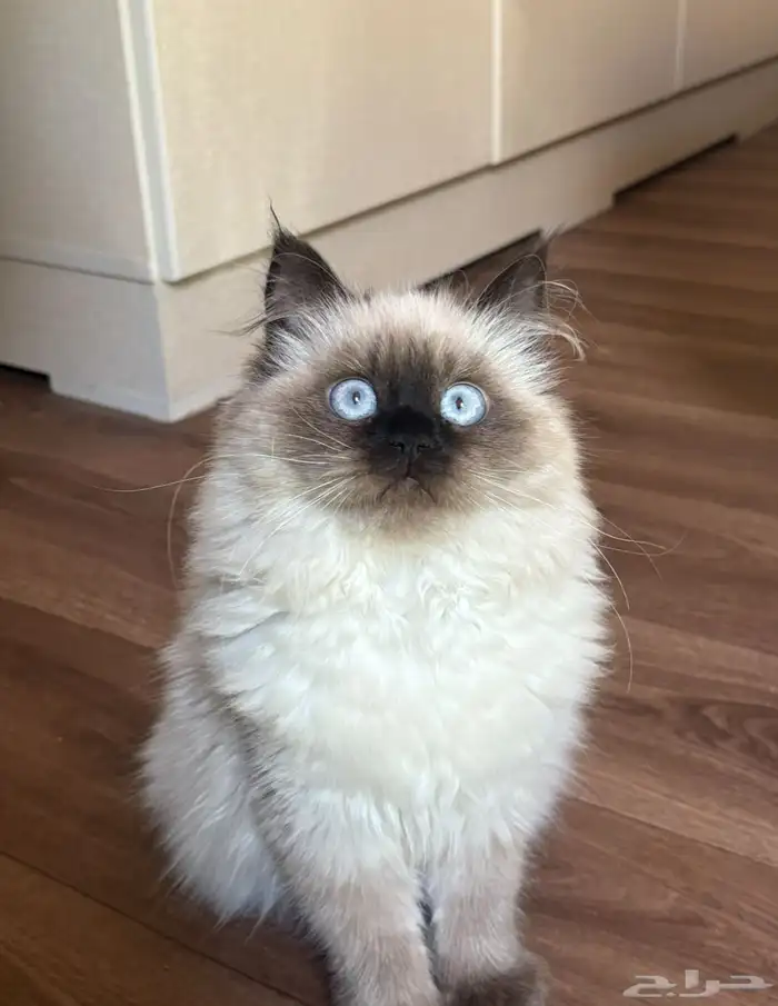 قطه انثى لتزاوج الي عنده ذكر يتواصل معي 0