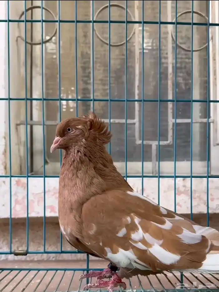 للبيع زوج حمام مصري مقبع بعياله 3