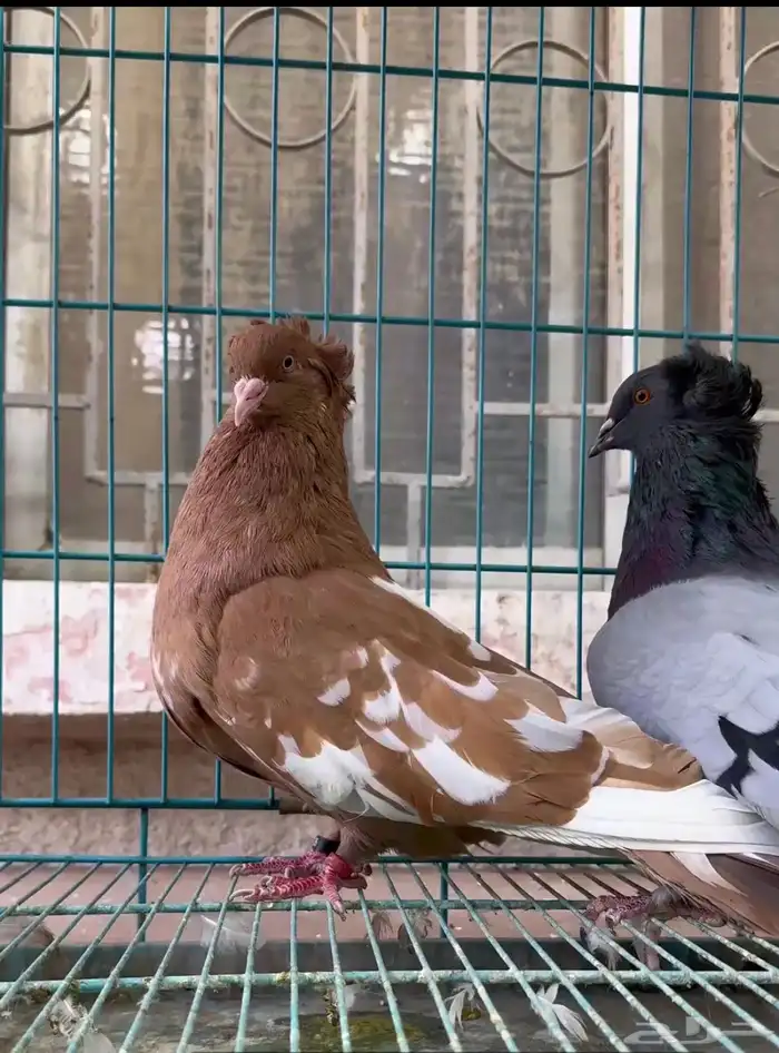 للبيع زوج حمام مصري مقبع بعياله 2