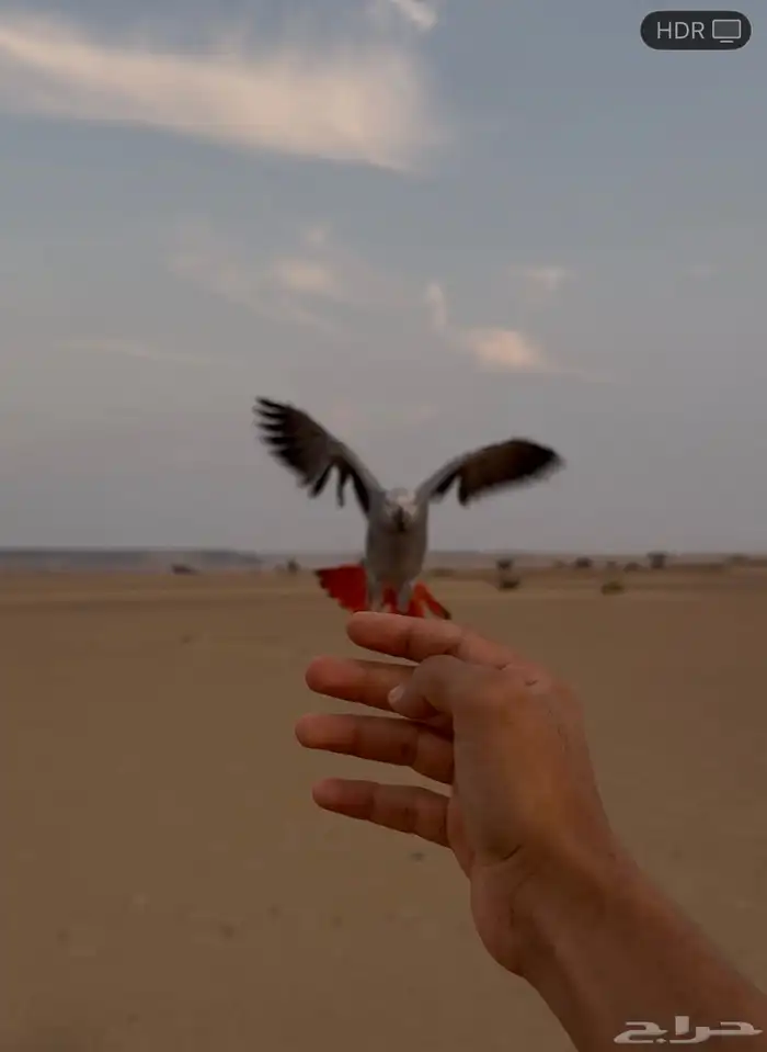 للبيع كاسسكو 1