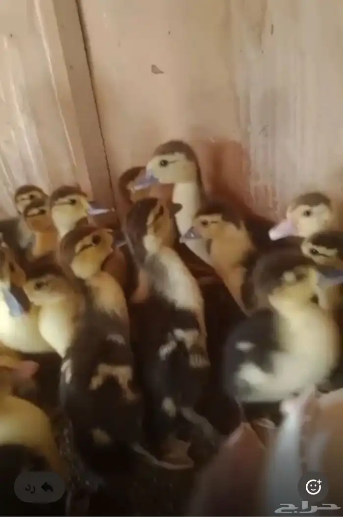 للبيع صوص بط مصري وللبيع وز بلدي كبير 3