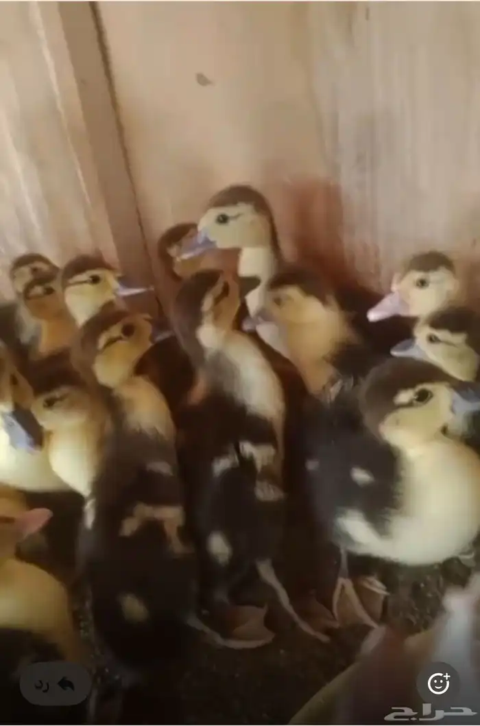 للبيع صوص بط مصري وللبيع وز بلدي كبير 0