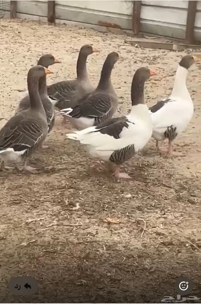 للبيع صوص بط مصري وللبيع وز بلدي كبير 6