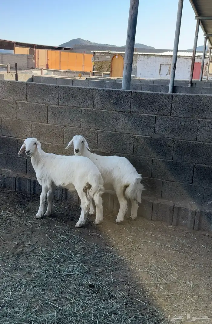 طلي ورخل للبيع 4