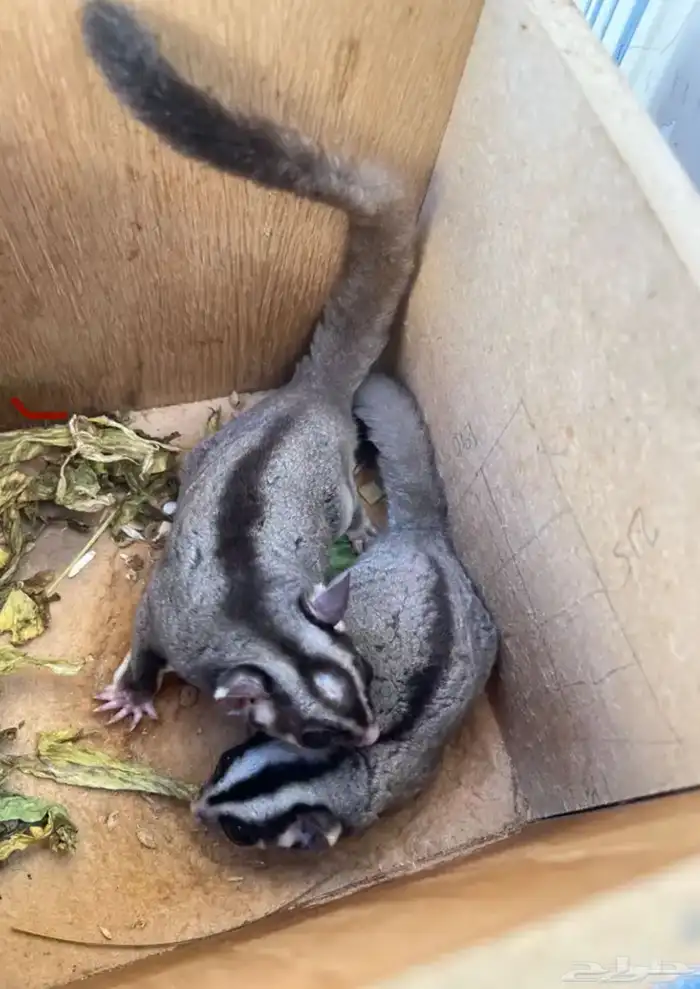 زوج شوقر قلايدر منتج 0