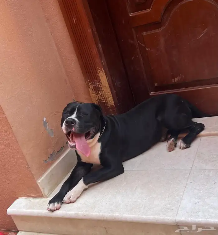 كلاب بيتبول للبيع مستوى رائع 9