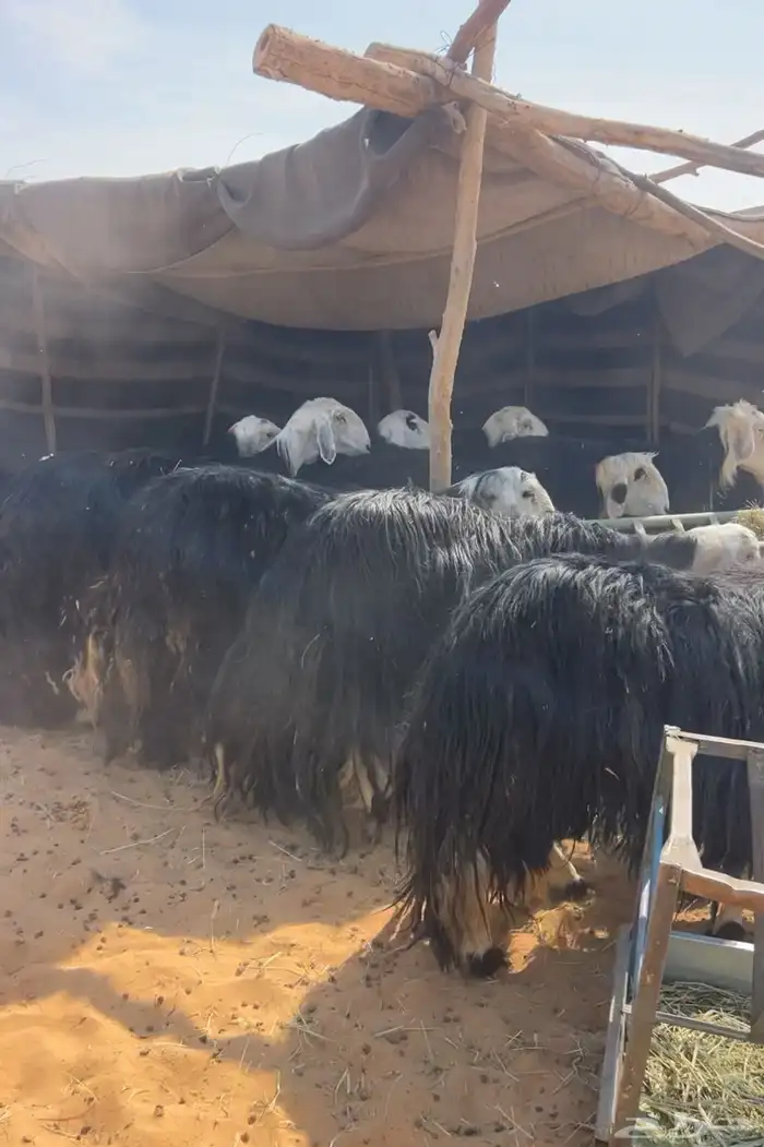 نجد متابيع وحصيب 0