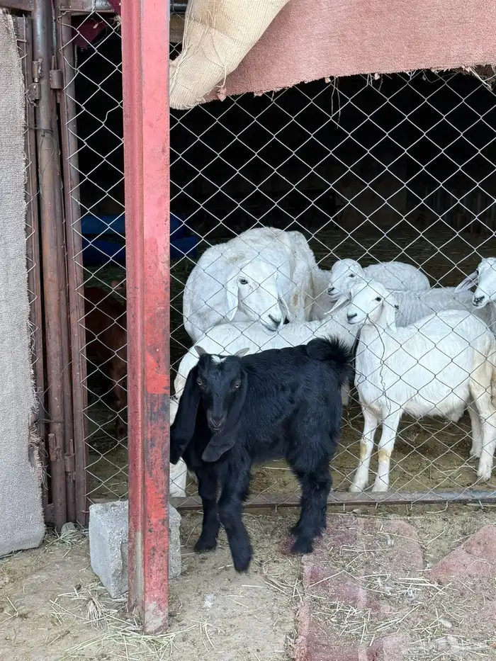 غنم ضان ومعزا كفو ولد 25