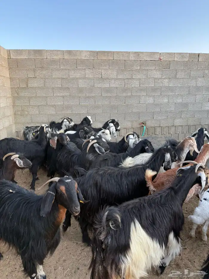 غنم ضان ومعزا كفو ولد 21