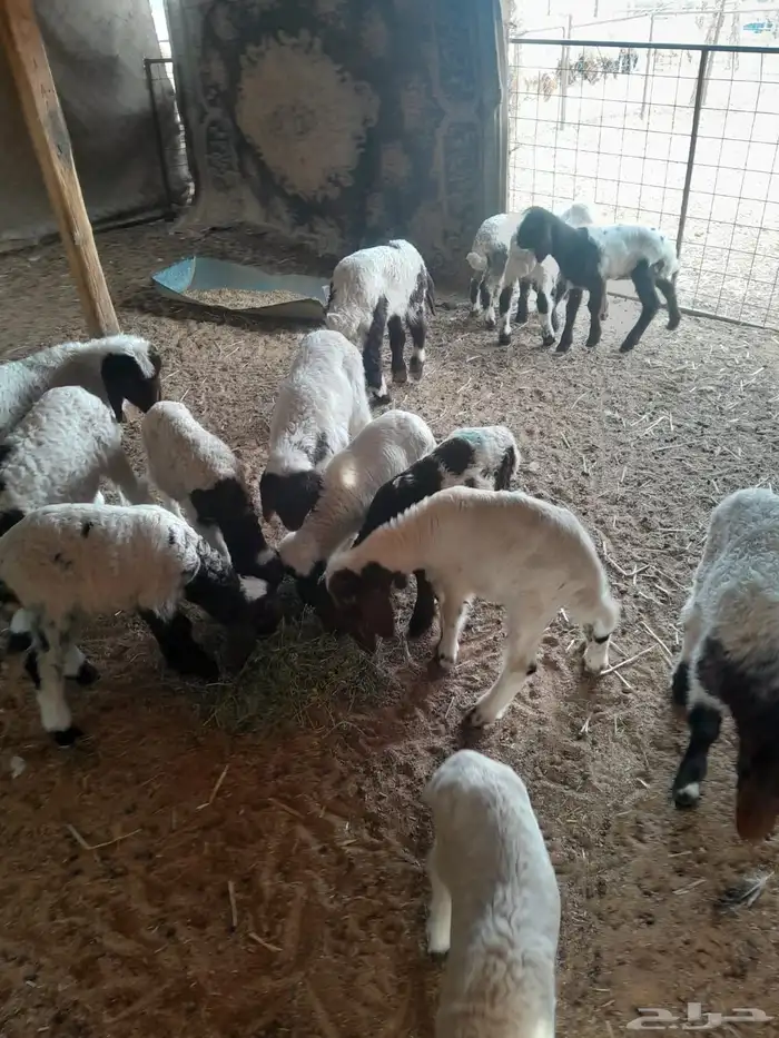 دواغير نعيم 1