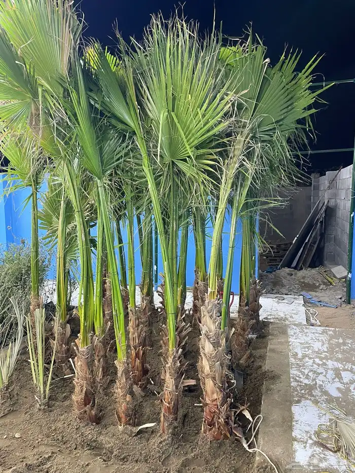 شتلات واشجار 2