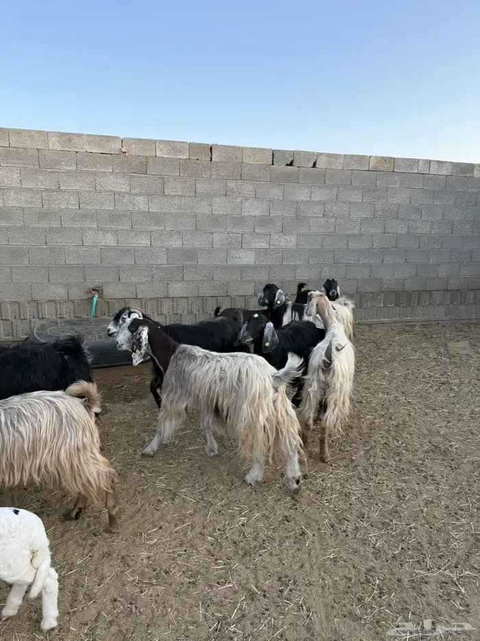 غنم ضان ومعزا كفو ولد 27