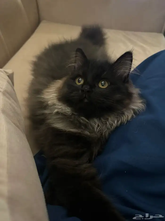 قطط للتبني 1