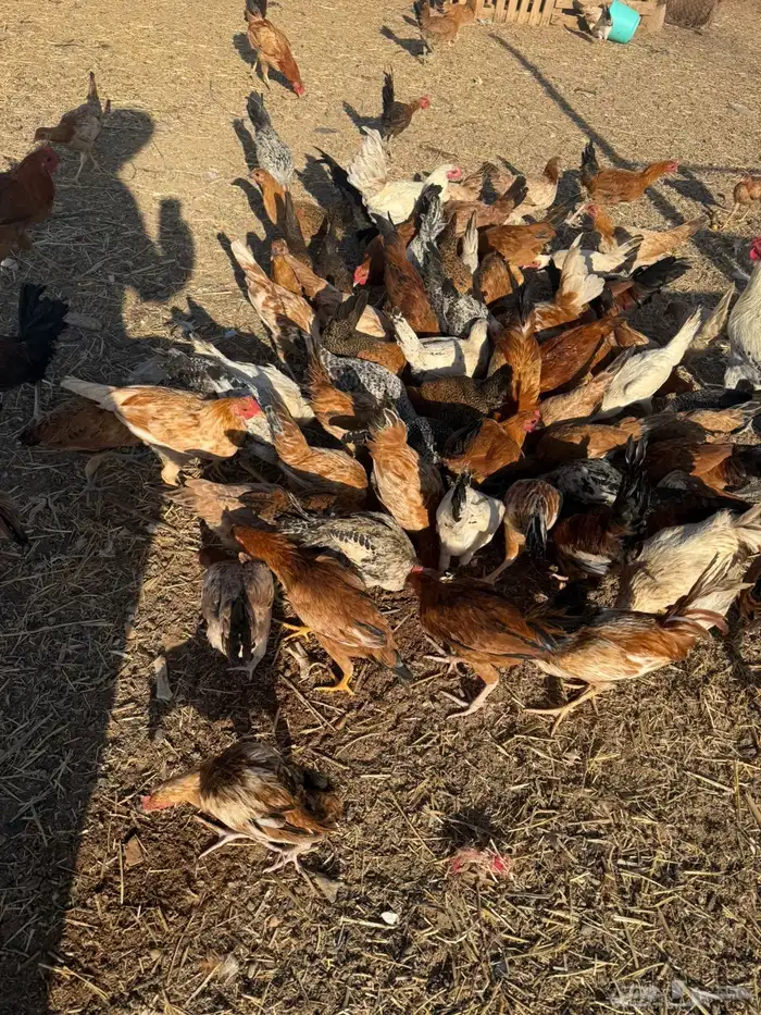 دجاج بلدي وفيومي 6