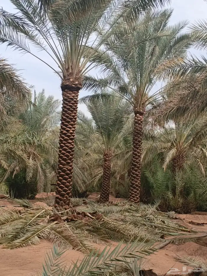 يوجد نخل عربي للبيع من3متر إلا6نتر نخل نظيف تكريب هلال 10