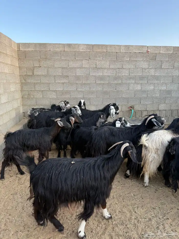 غنم ضان ومعزا كفو ولد 20