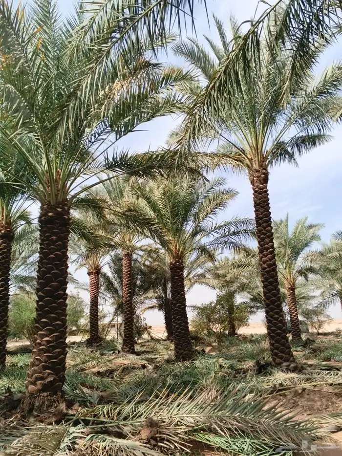 يوجد نخل عربي للبيع من3متر إلا6نتر نخل نظيف تكريب هلال 4