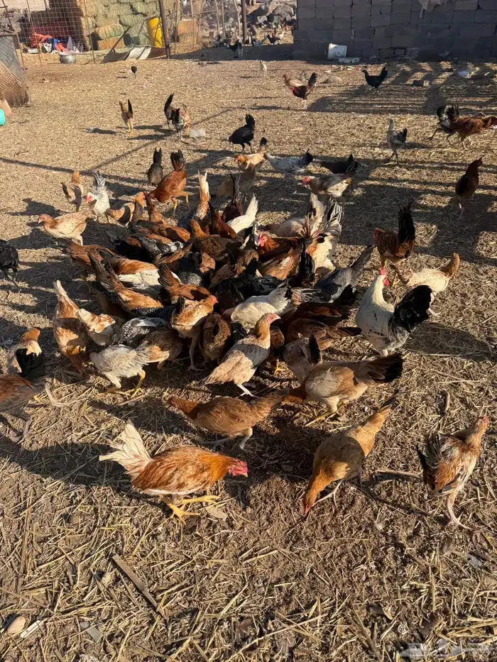 دجاج بلدي وفيومي 7