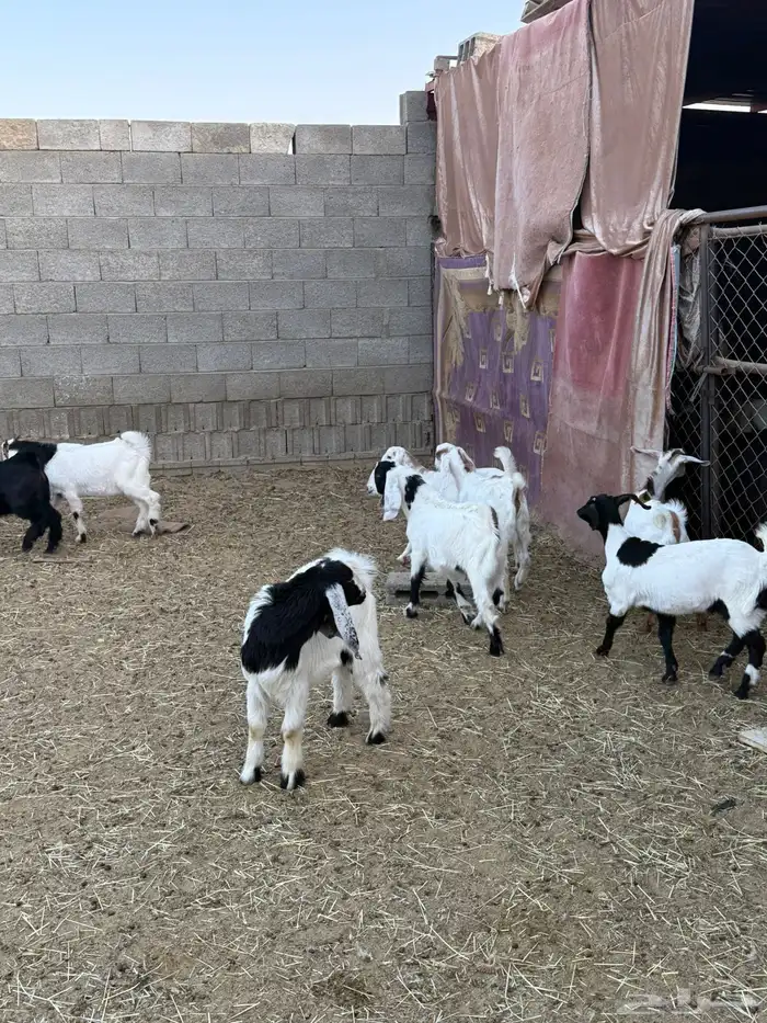 غنم ضان ومعزا كفو ولد 17