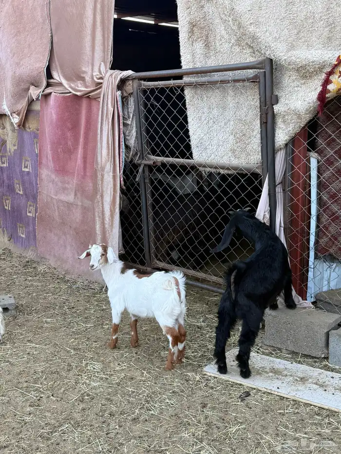 غنم ضان ومعزا كفو ولد 24