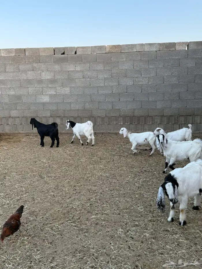 غنم ضان ومعزا كفو ولد 14