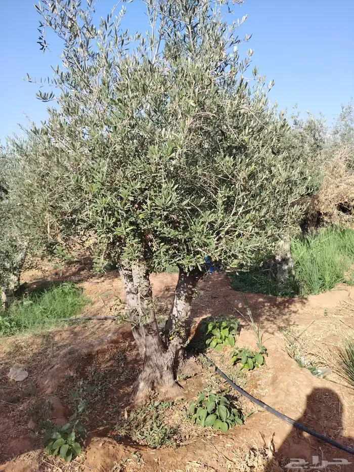 اشجار زيتون 7