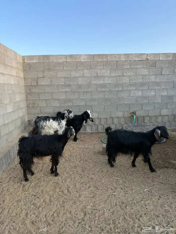 غنم ضان ومعزا كفو ولد 13