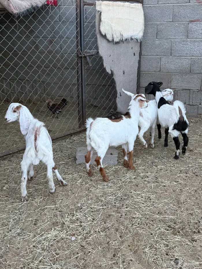 غنم ضان ومعزا كفو ولد 19