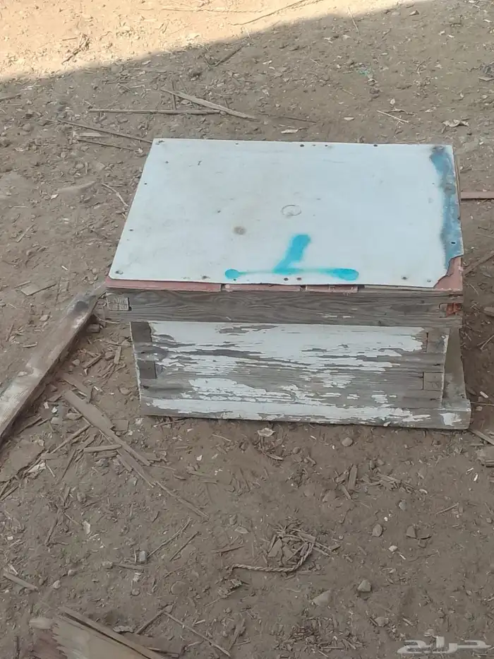 خلايا نحل افرنجي 31