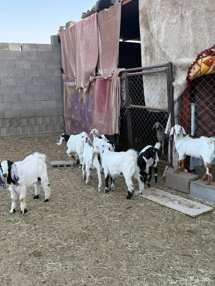 غنم ضان ومعزا كفو ولد 18